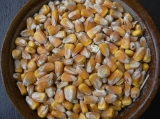 Obilí - kukuřice